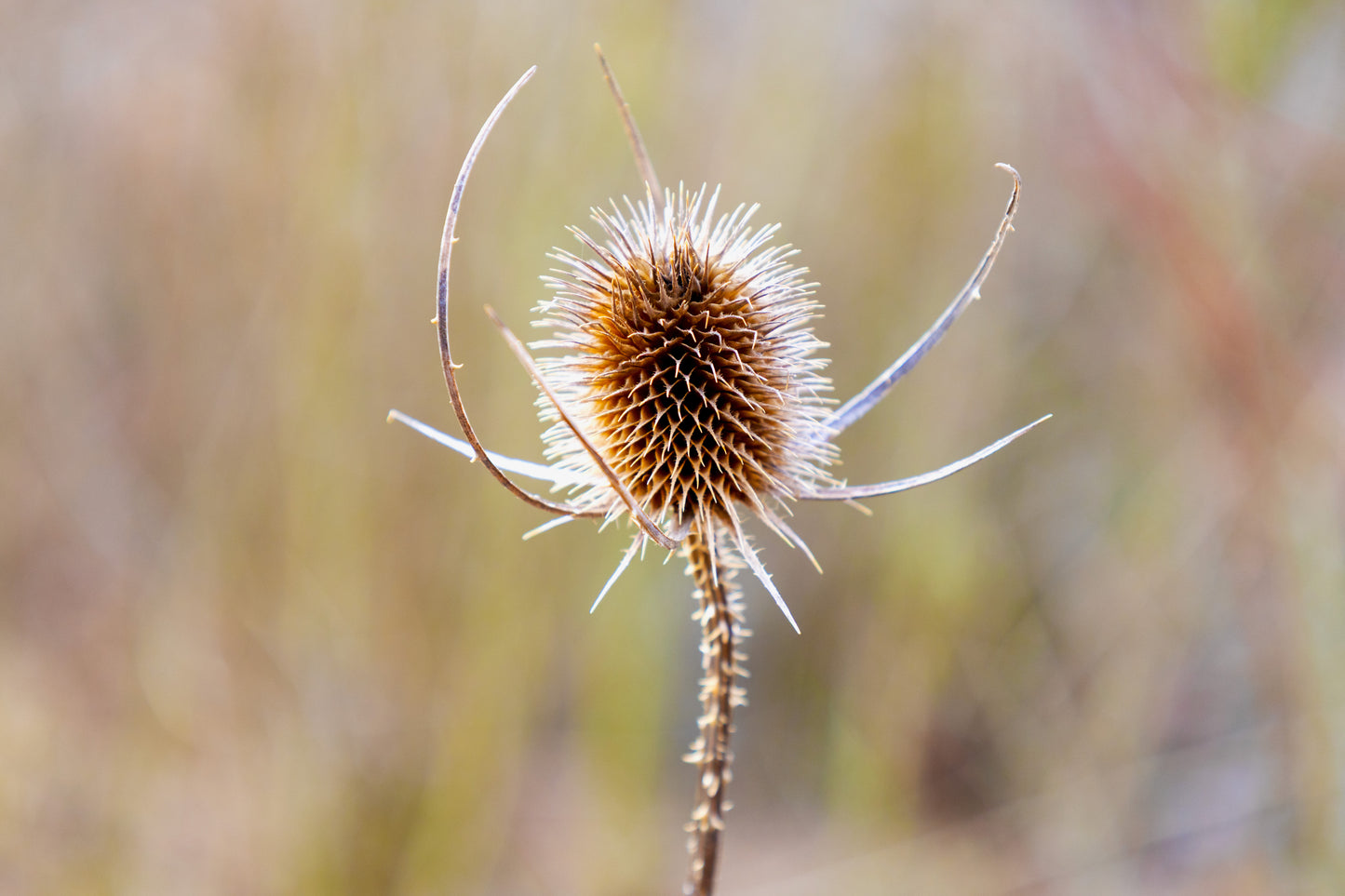 Macro photographie d'une tête de chardon séchée - Tirage d'art Série Prestige.