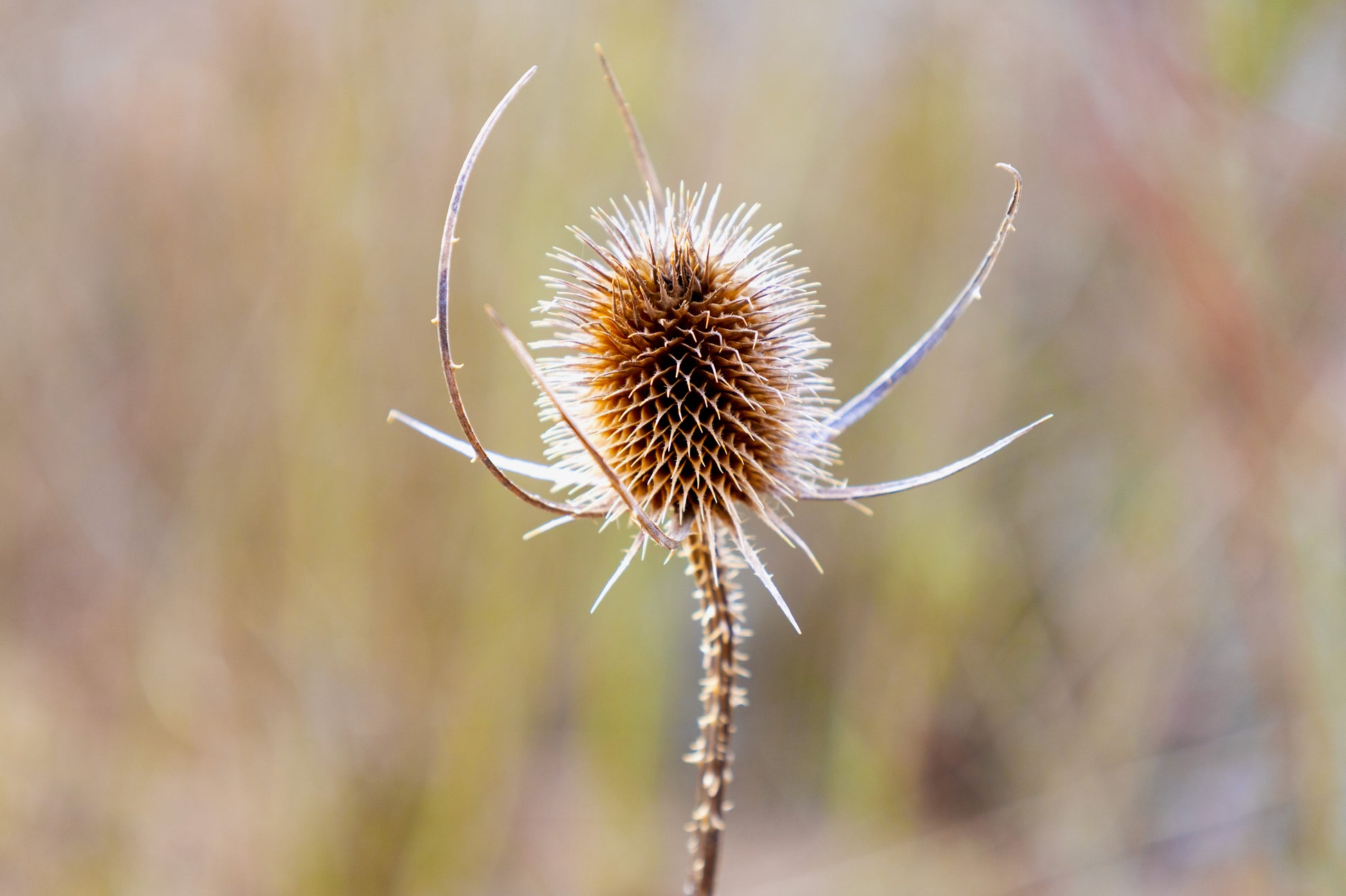 Macro photographie d'une tête de chardon séchée - Tirage d'art Série Prestige.