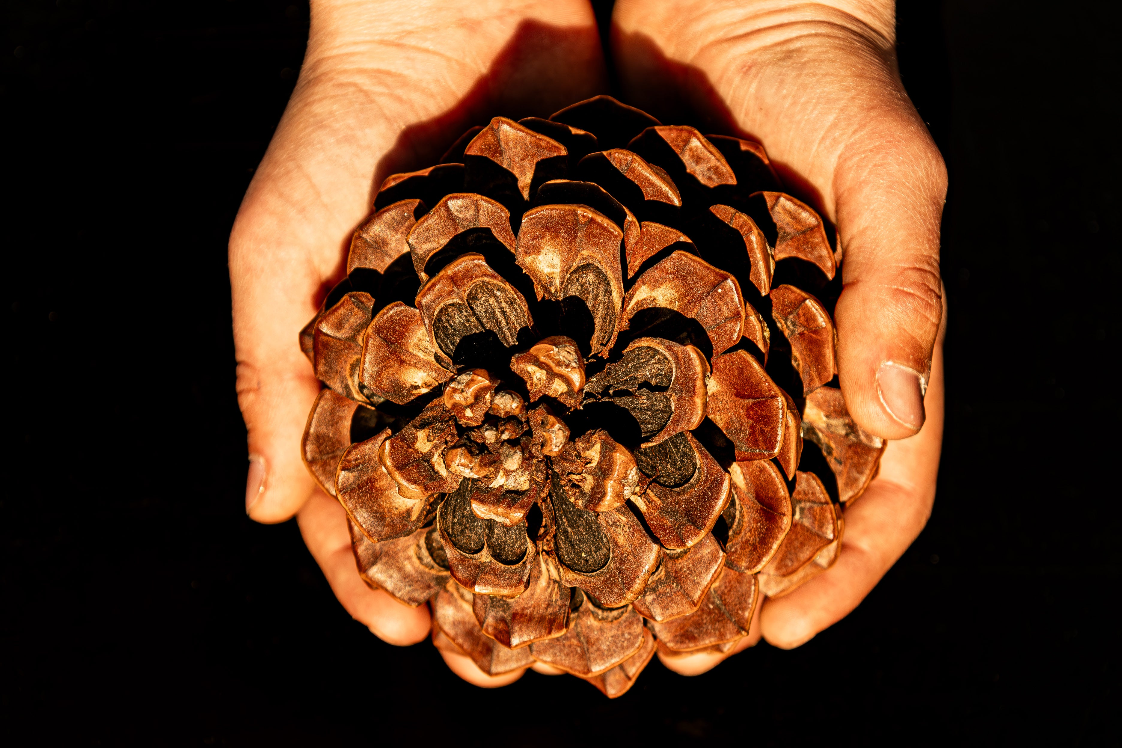Un trésor de nature entre des mains innocentes, un instant suspendu dans le temps.